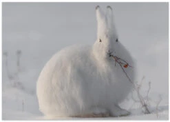 Wild Arctic Hare - Stretched Canvas, Poster Or Fine Art Print(Wild Arctic Hare Stretched Canvas Poster Or Fine Art Print) 16 Wild Arctic Hare - Stretched Canvas, Poster Or Fine Art Print(Wild Arctic Hare Stretched Canvas Poster Or Fine Art Print) -Heart Wall Art Store poster landscape 1620422