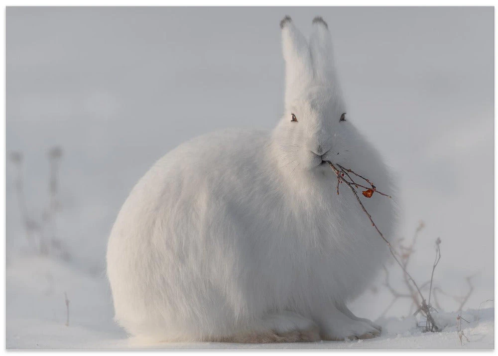 Wild Arctic Hare - Stretched Canvas, Poster Or Fine Art Print(Wild Arctic Hare Stretched Canvas Poster Or Fine Art Print) 5 Wild Arctic Hare - Stretched Canvas, Poster Or Fine Art Print(Wild Arctic Hare Stretched Canvas Poster Or Fine Art Print) - Image 5