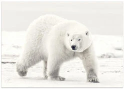 Alaskan King - Stretched Canvas, Poster Or Fine Art Print(Alaskan King Stretched Canvas Poster Or Fine Art Print) -Heart Wall Art Store poster landscape 1653736