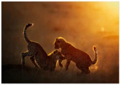 Playing At Sunrise - Stretched Canvas, Poster Or Fine Art Print(Playing At Sunrise Stretched Canvas Poster Or Fine Art Print) -Heart Wall Art Store poster landscape 1848144