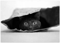 Cat In A Bag - Stretched Canvas, Poster Or Fine Art Print(Cat In A Bag Stretched Canvas Poster Or Fine Art Print) 16 Cat In A Bag - Stretched Canvas, Poster Or Fine Art Print(Cat In A Bag Stretched Canvas Poster Or Fine Art Print) -Heart Wall Art Store poster landscape 298