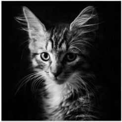 Laban - Square Stretched Canvas, Poster Or Fine Art Print(Laban Square Stretched Canvas Poster Or Fine Art Print)