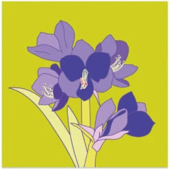 Amaryllis Light Green - Square Stretched Canvas, Poster Or Fine Art Print(Mws_apo_1_amaryllis Light Green Square Stretched Canvas Poster Or Fine Art Print)